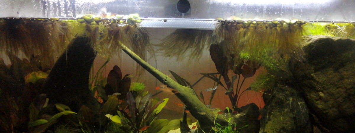 aquarium Eau douce low tech