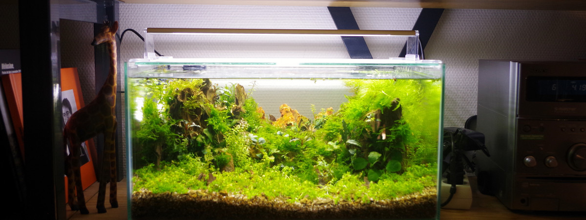 aquarium Nano crevettes