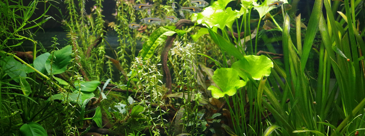 aquarium Asiatique