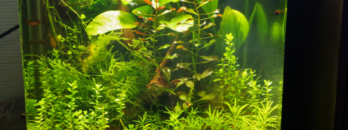 aquarium Nano