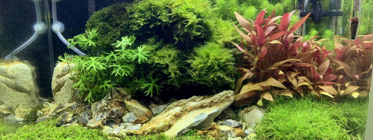 aquarium Aquascape bonsai