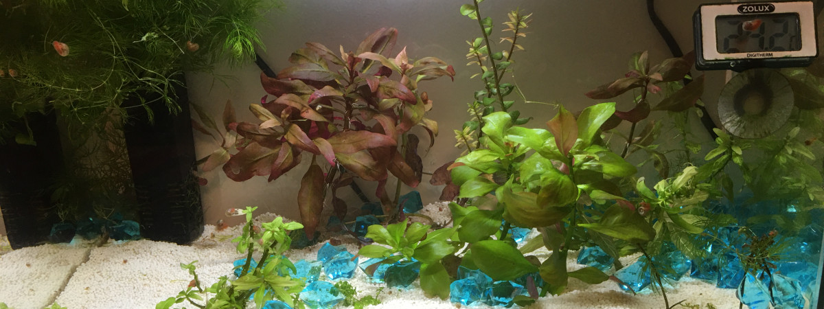 aquarium Blue shrimp