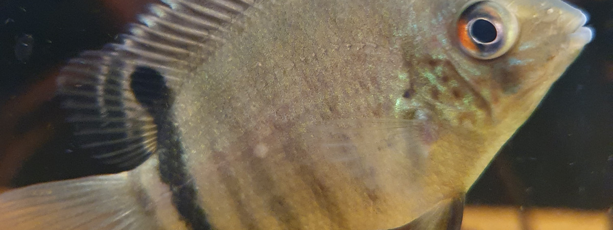 aquarium Cichlidés Amérique du Sud