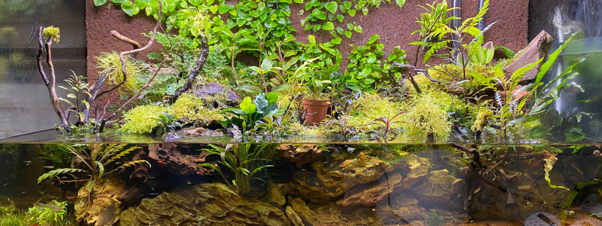 aquarium Paludarium
