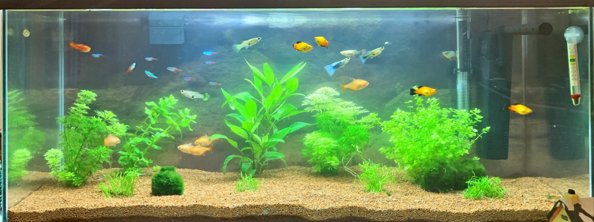 aquarium AquaSam