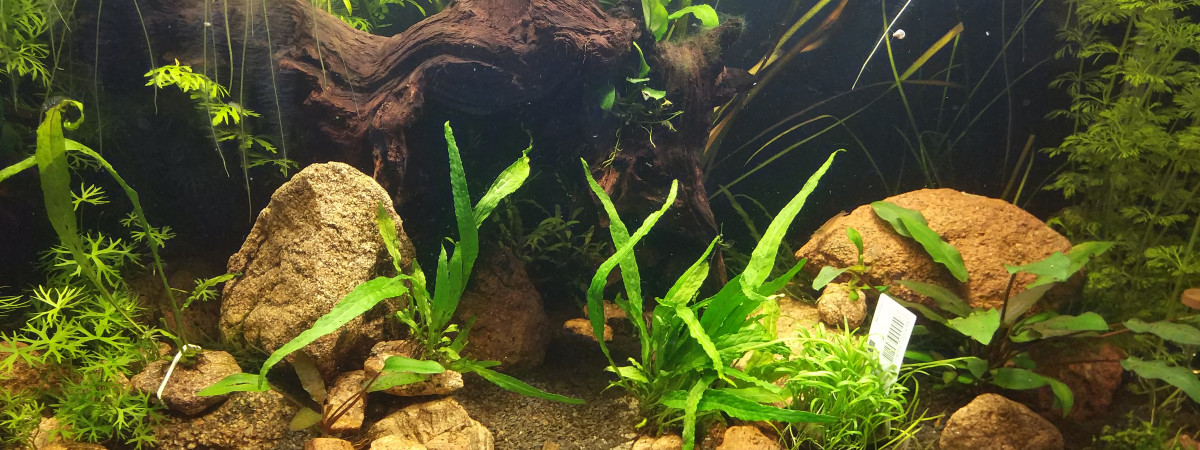 aquarium Aqua1