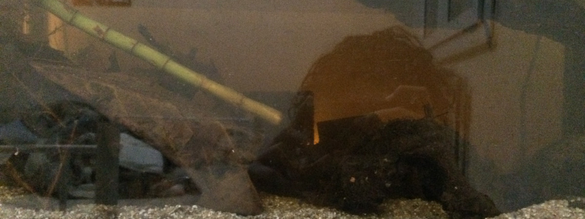 aquarium Aquarium Laurence