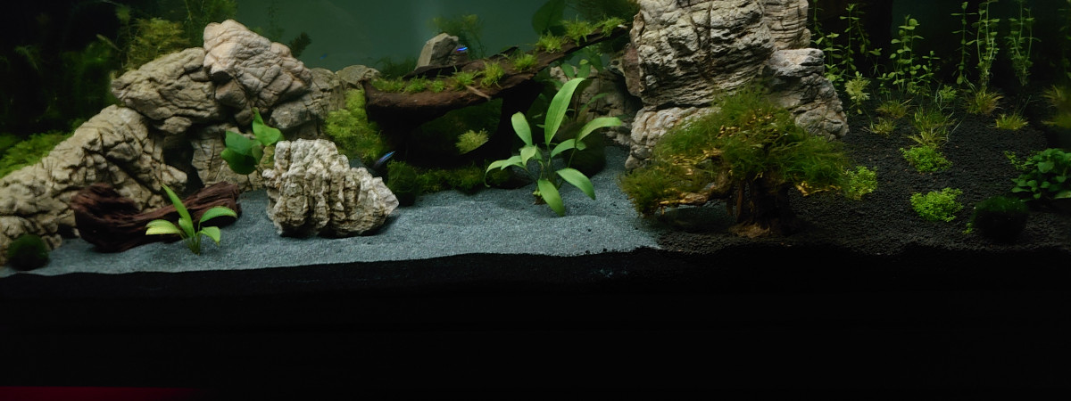 aquarium Aqua 1