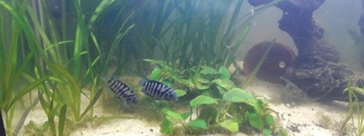 aquarium Cichlidés Nigro