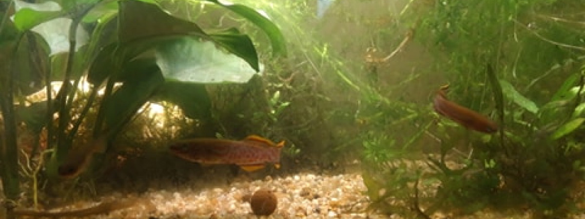 aquarium Killis