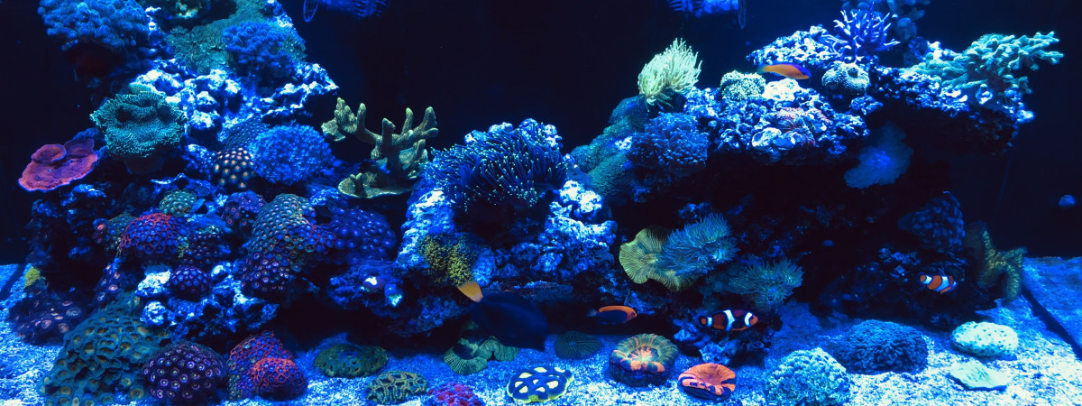 aquarium Recifal 350