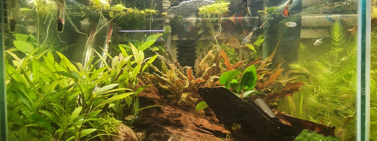 aquarium Cube 100L