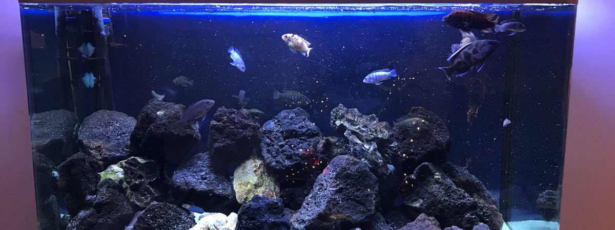 aquarium Malawi