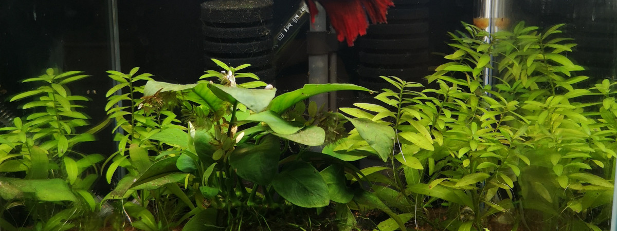 aquarium Aquarium betta 20 litres