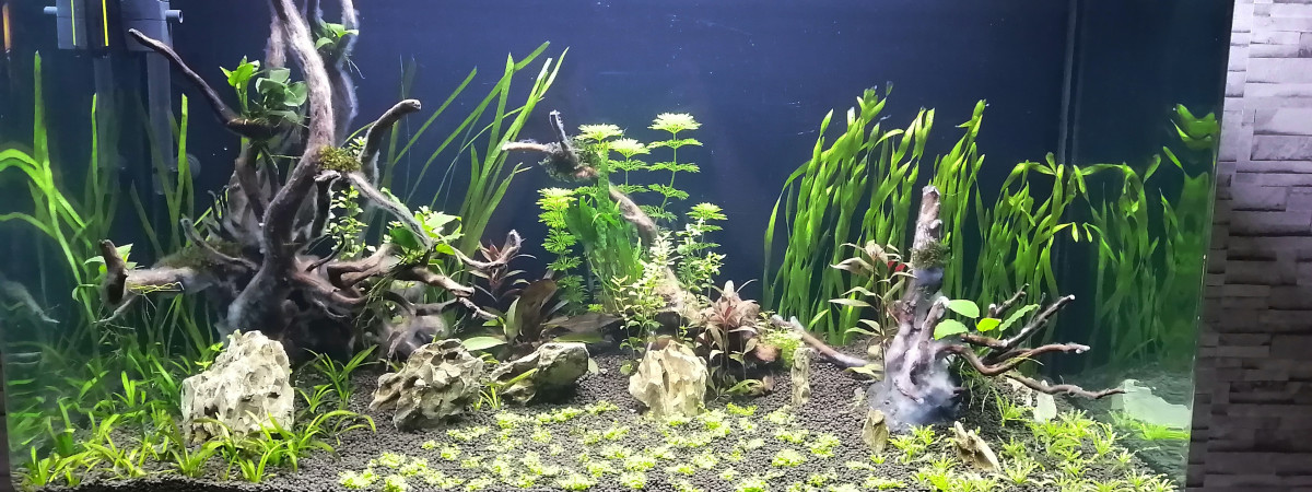 aquarium Osaka 260