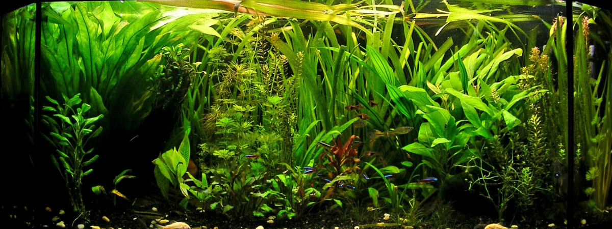 aquarium Ancien 240 juwel