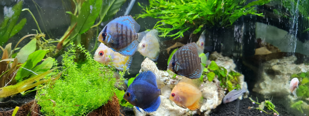 aquarium 80 litres Discus  5-6 cm