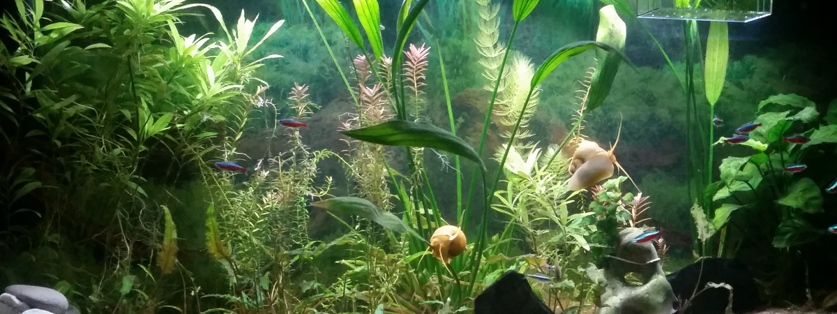 aquarium 240L