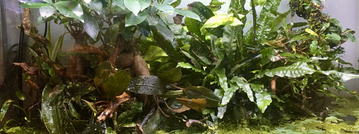 aquarium Hendra paludarium
