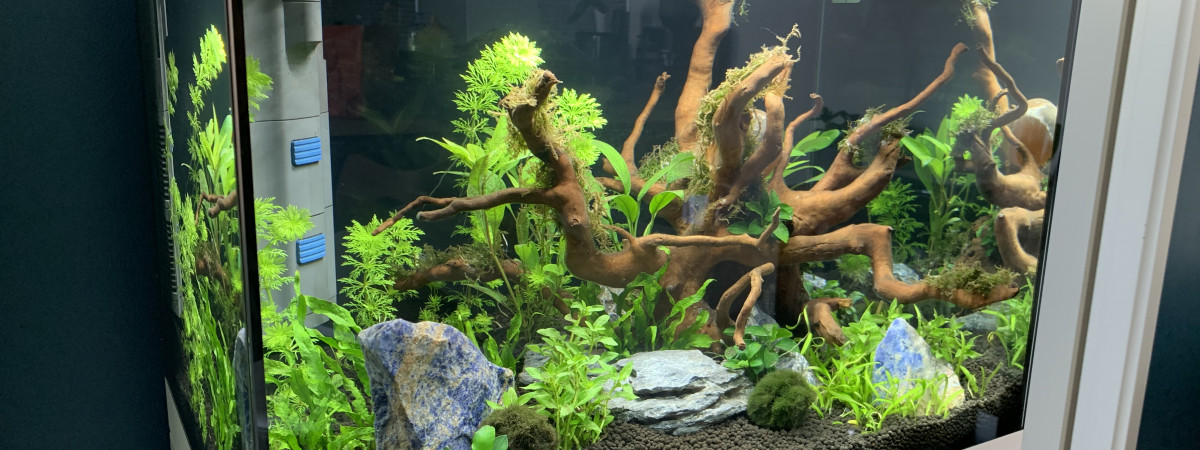 aquarium Oase Salon