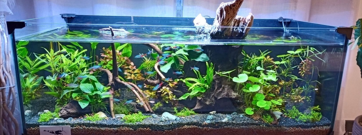aquarium Mon bac a moi