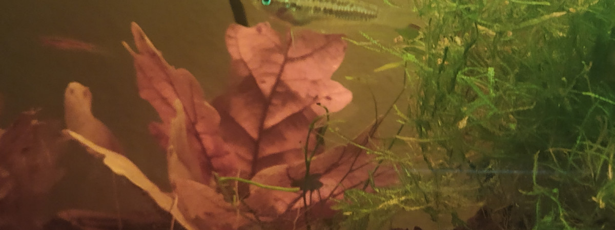 aquarium Biotope South-East Asian