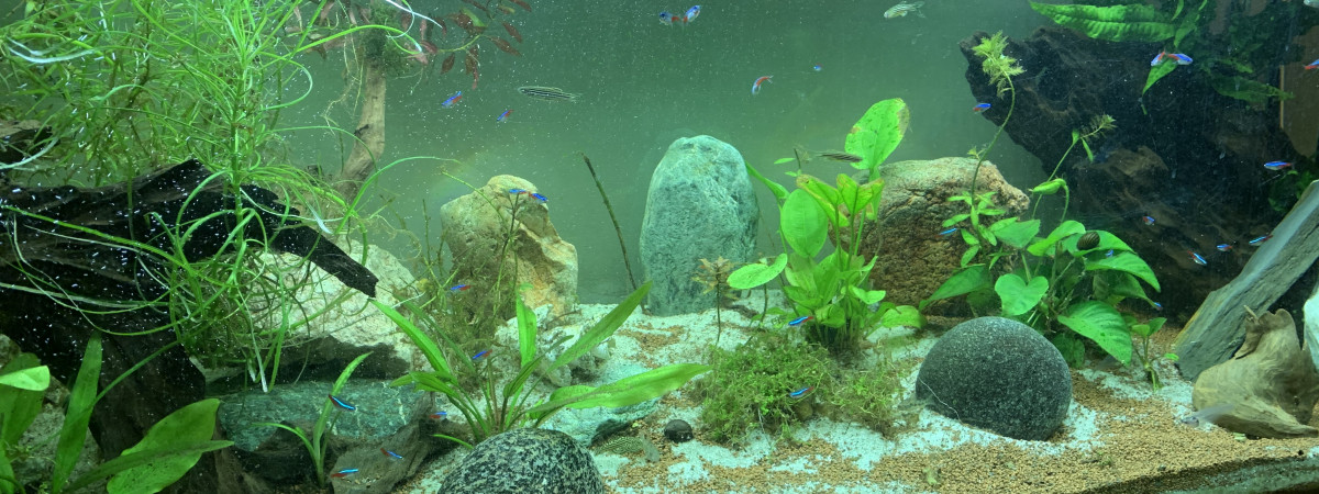 aquarium 450 l communautaire