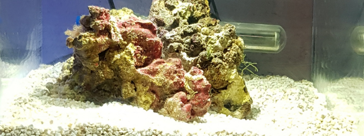 aquarium Pico Récifal Askoll Pure S 13l Jaubert