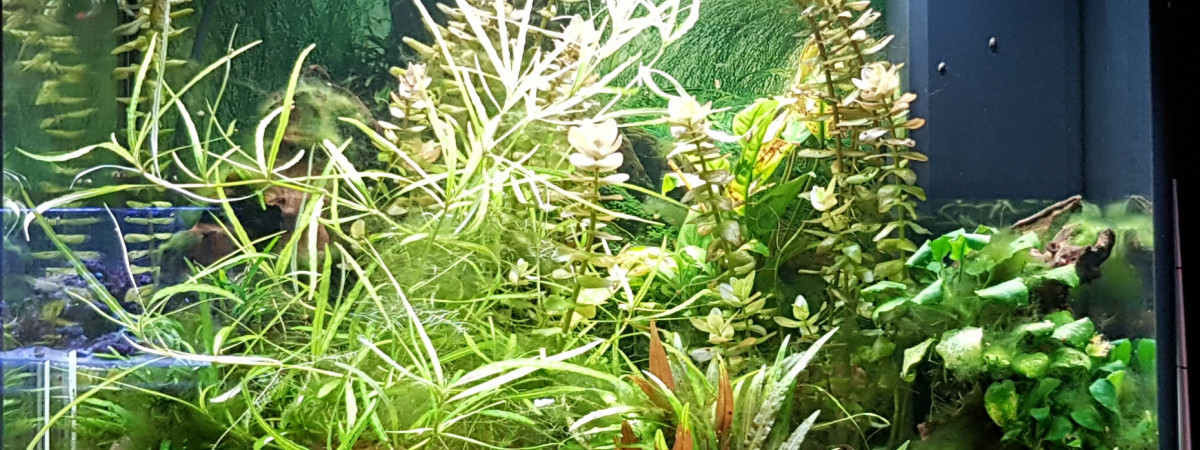 aquarium 120 litres Guppy