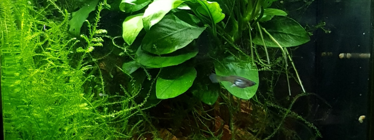 aquarium Pico aquarium Endler