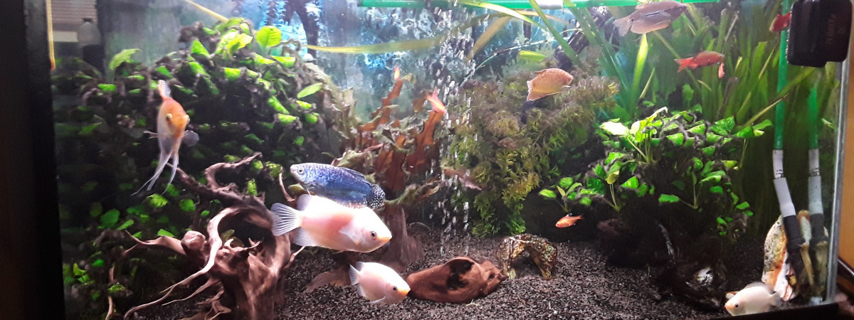aquarium Cricri