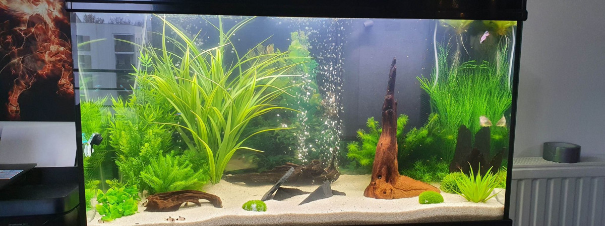aquarium Chambre 200L