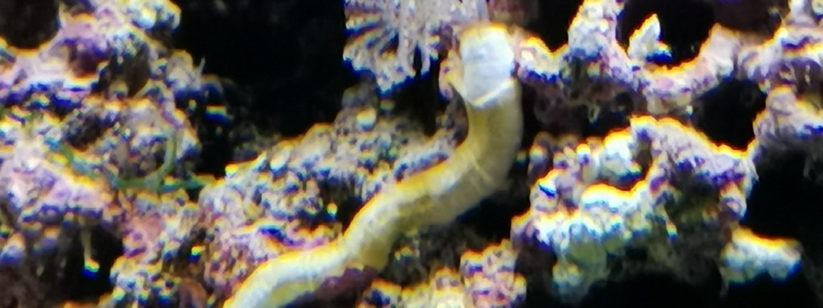 aquarium recifal