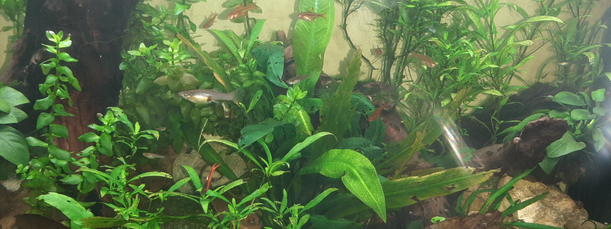 aquarium 115l