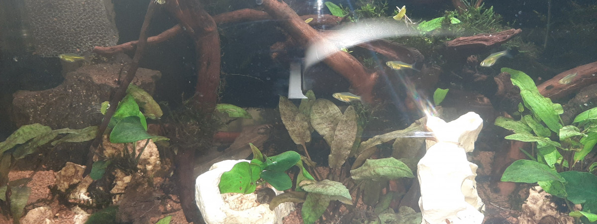 aquarium 60l