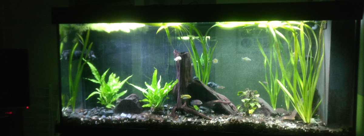 aquarium aquarium Salon