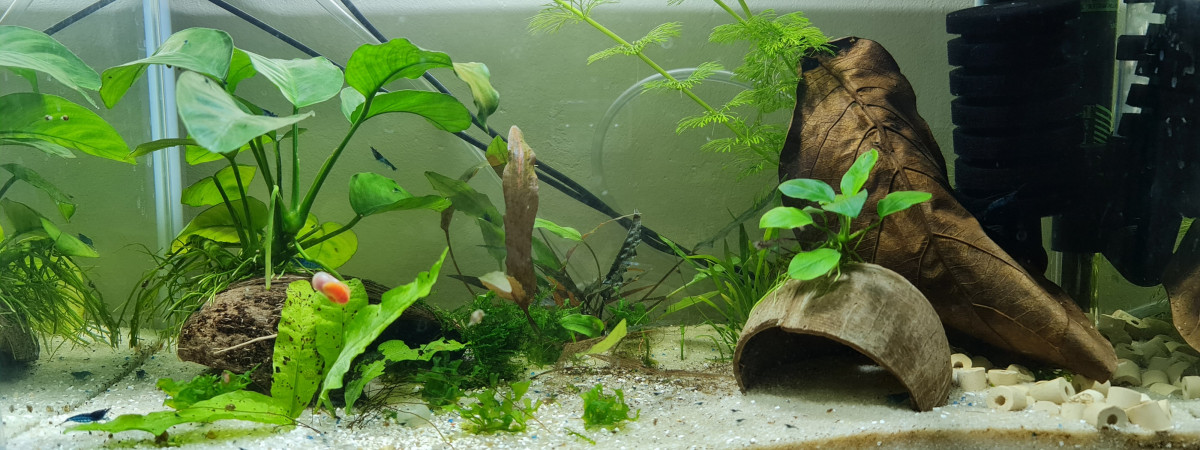aquarium Neocaridina Bleu