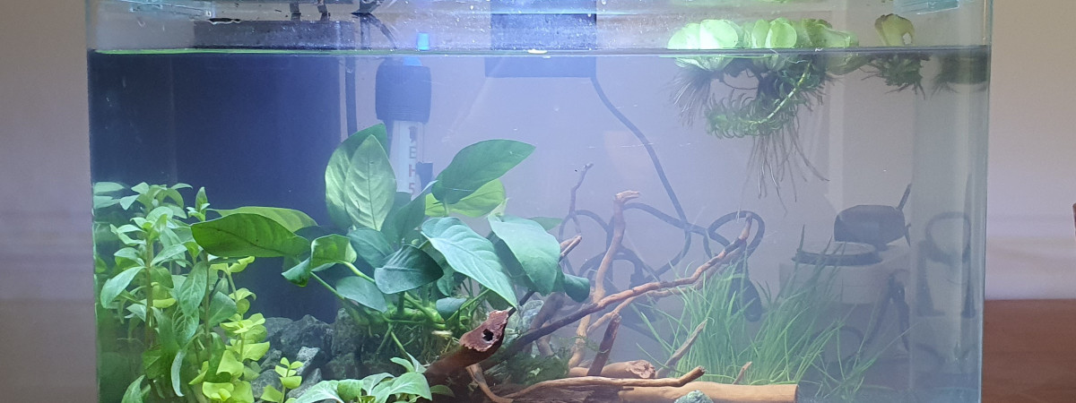 aquarium 20l killi
