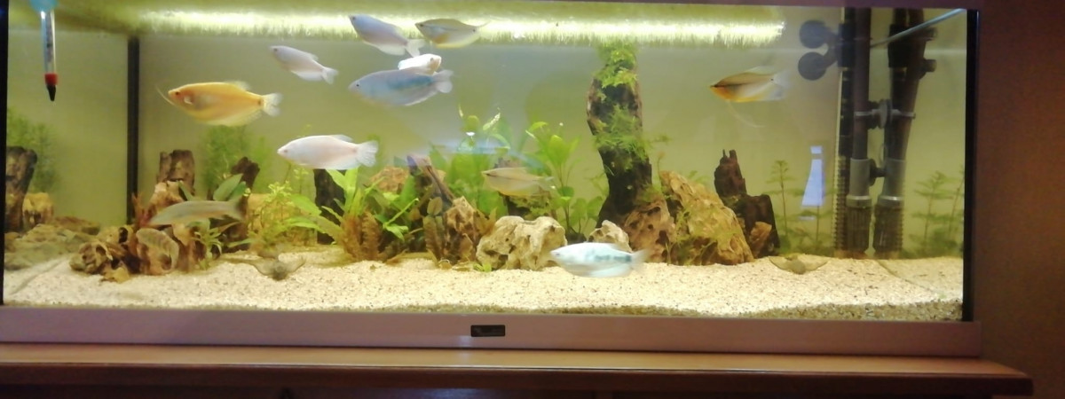 aquarium trichogaster