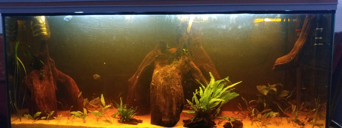 aquarium Communautaire 450 litre