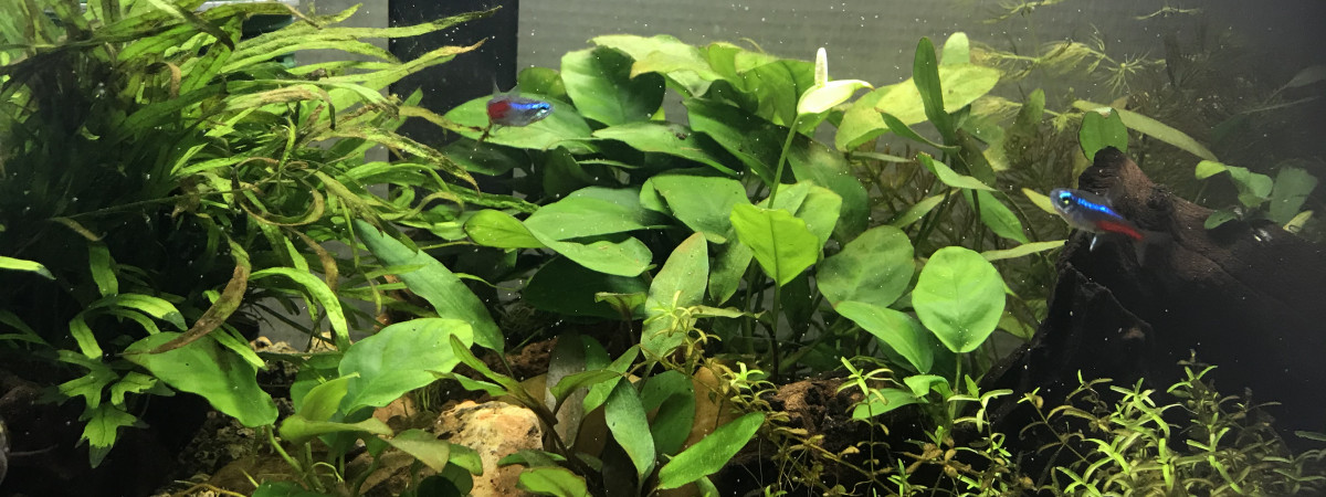 aquarium Tetra néon