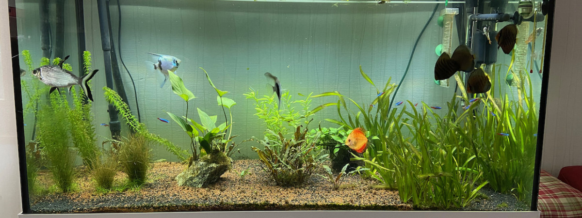 aquarium JUWEL RIO LED 350