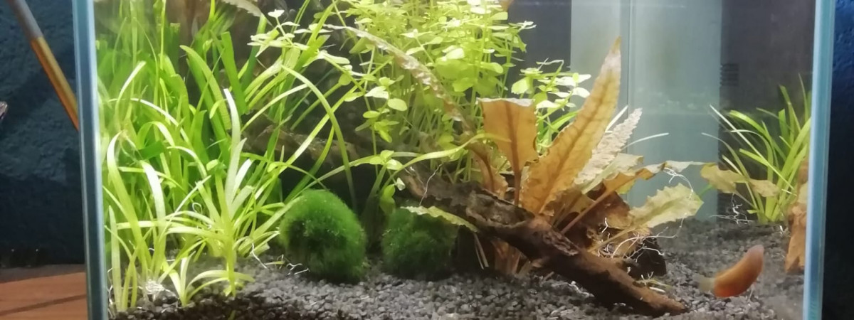 aquarium nano aquarium