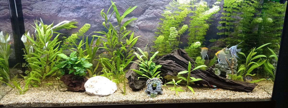 aquarium Nsg