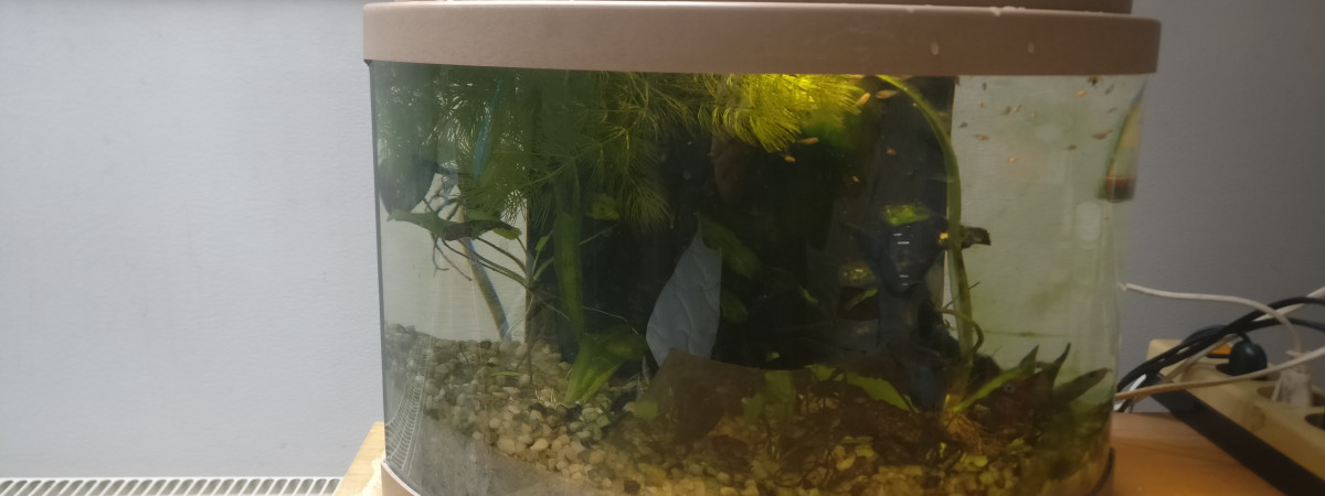 aquarium aquarium pour alvins