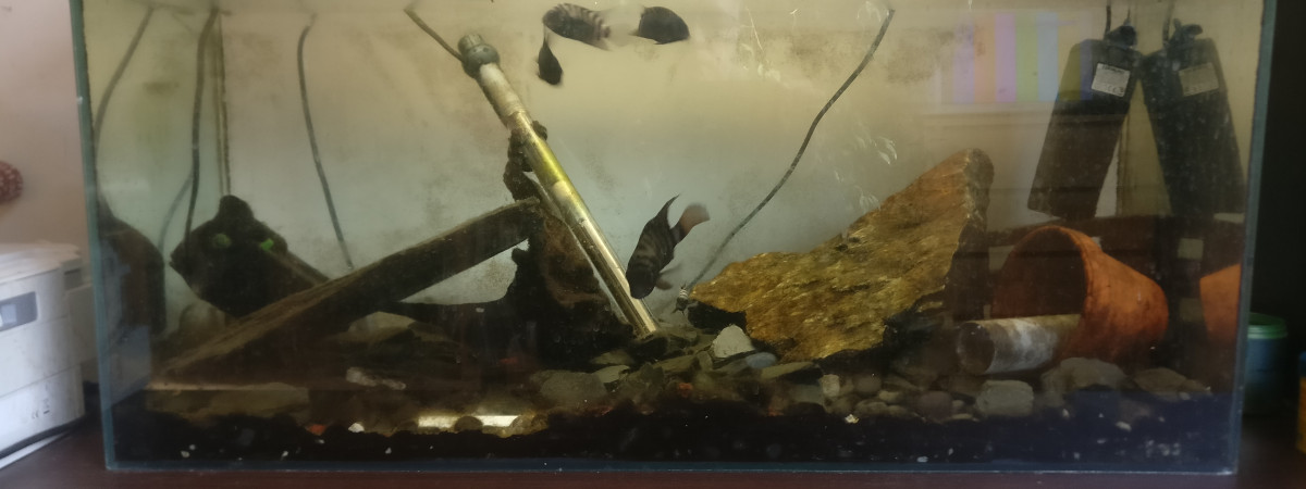 aquarium reproduction