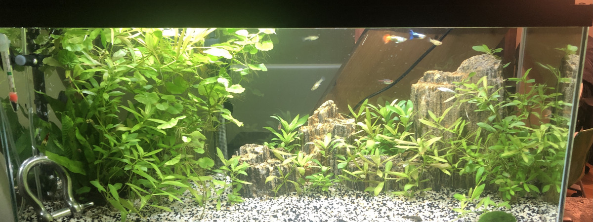 aquarium Aquarium 80