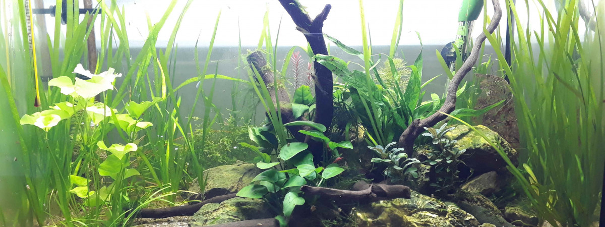 aquarium Ramirezi