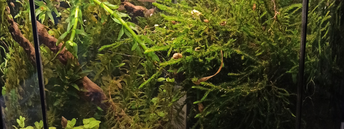 aquarium Wild