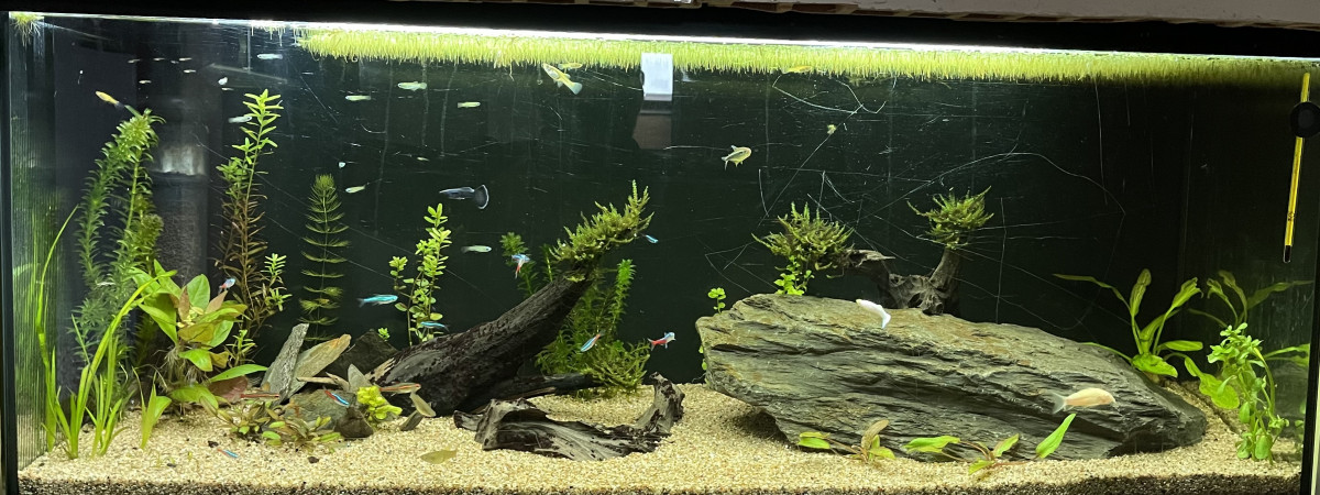 aquarium Savoierium